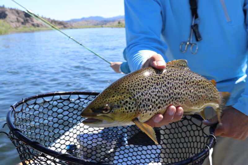 fish-2650625_1920
